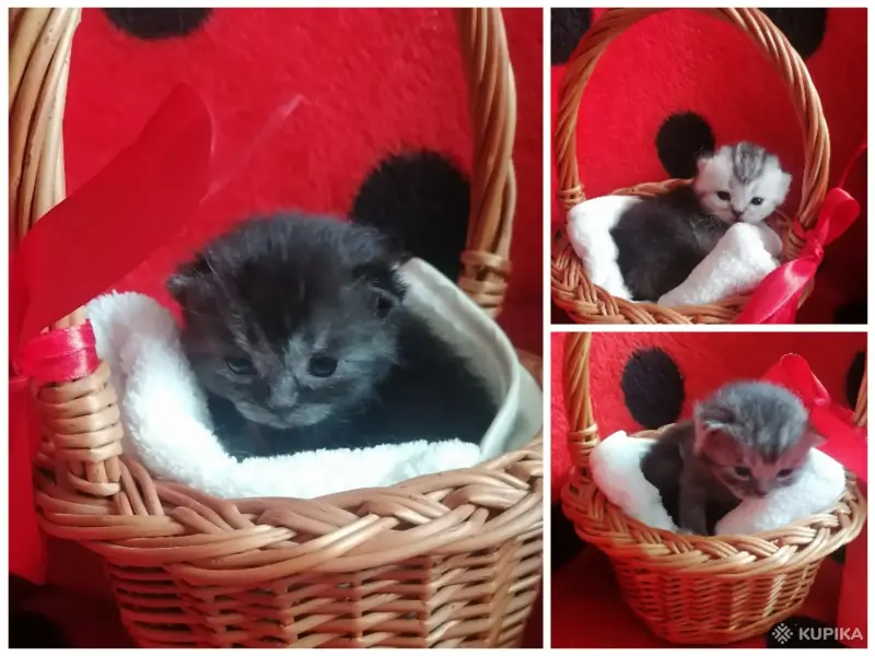 Кошки - Котята шотландские - Вся Беларусь Котята шотландские - Вся Беларусь - 260429 - Доска объявлений Kupika.by