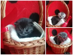 Котята шотландские