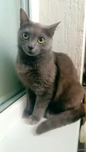 Кошка Киткат - серебряная принцесса