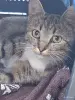 Котёнок кошечка в дар - Вся Беларусь - 260530 - Доска объявлений Kupika.by