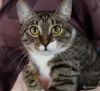 Кошки - Кошка Михалина - кроткая малышка - Вся Беларусь Кошка Михалина - кроткая малышка - Вся Беларусь - 259800 - Доска объявлений Kupika.by