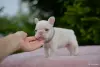 Щенки французики - Вся Беларусь - 258699 - Доска объявлений Kupika.by - Фото 12