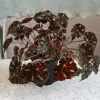 Комнатные растения - Тигровая бегония - Вся Беларусь - Фото 2 Тигровая бегония - Вся Беларусь - 260233 - Доска объявлений Kupika.by - Фото 2