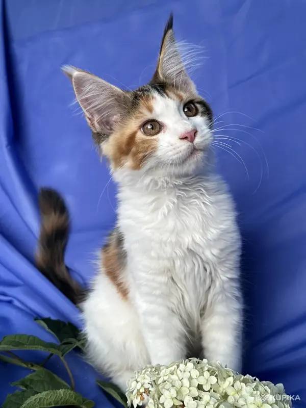 Кошки - Мейн-кун котенок девочка - Вся Беларусь - Фото 4 Мейн-кун котенок девочка - Вся Беларусь - 258246 - Доска объявлений Kupika.by - Фото 4