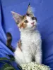 Кошки - Мейн-кун котенок девочка - Вся Беларусь - Фото 4 Мейн-кун котенок девочка - Вся Беларусь - 258246 - Доска объявлений Kupika.by - Фото 4