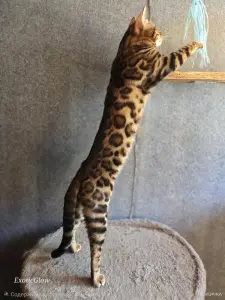 Вязка бенгальского кота