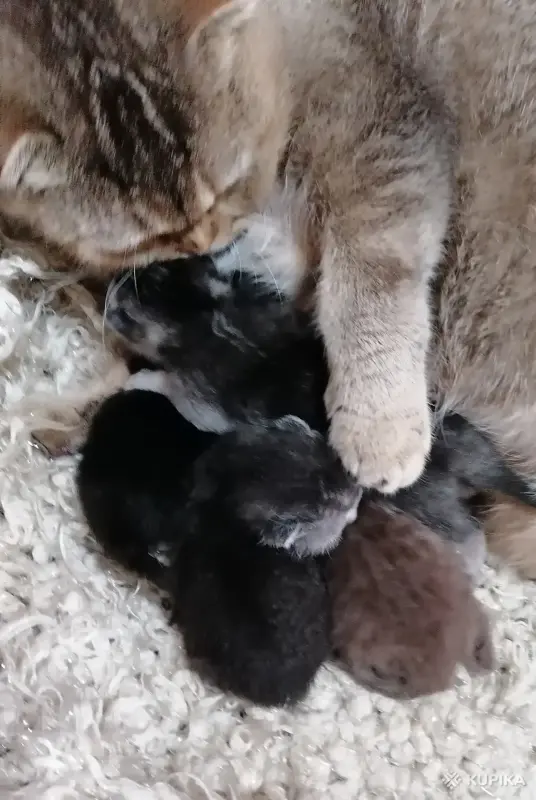 Котята шотландские - Вся Беларусь - 259289 - Доска объявлений Kupika.by - Фото 2