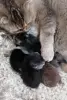 Котята шотландские - Вся Беларусь - 259289 - Доска объявлений Kupika.by - Фото 2