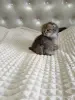 Кошки - Шотландский котенок - Вся Беларусь - Фото 5 Шотландский котенок - Вся Беларусь - 260101 - Доска объявлений Kupika.by - Фото 5