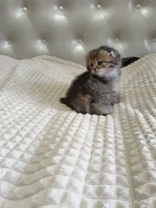 Шотландский котенок