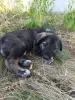 Щенки - Вся Беларусь - 259559 - Доска объявлений Kupika.by