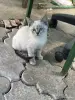 Котёнок - Вся Беларусь - 258225 - Доска объявлений Kupika.by - Фото 2