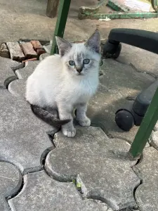 Котёнок