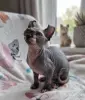 Кошки - Канадского сфинксак Классический Двэльф Бамбино - Крупки - Фото 6 Канадского сфинксак Классический Двэльф Бамбино - Крупки - 260767 - Доска объявлений Kupika.by - Фото 6