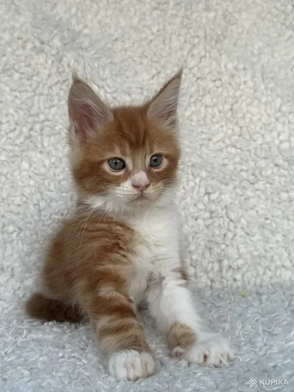 Кошки - Мейн-кун котята - Вся Беларусь - Фото 2 Мейн-кун котята - Вся Беларусь - 260346 - Доска объявлений Kupika.by - Фото 2