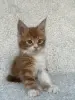 Кошки - Мейн-кун котята - Вся Беларусь - Фото 2 Мейн-кун котята - Вся Беларусь - 260346 - Доска объявлений Kupika.by - Фото 2