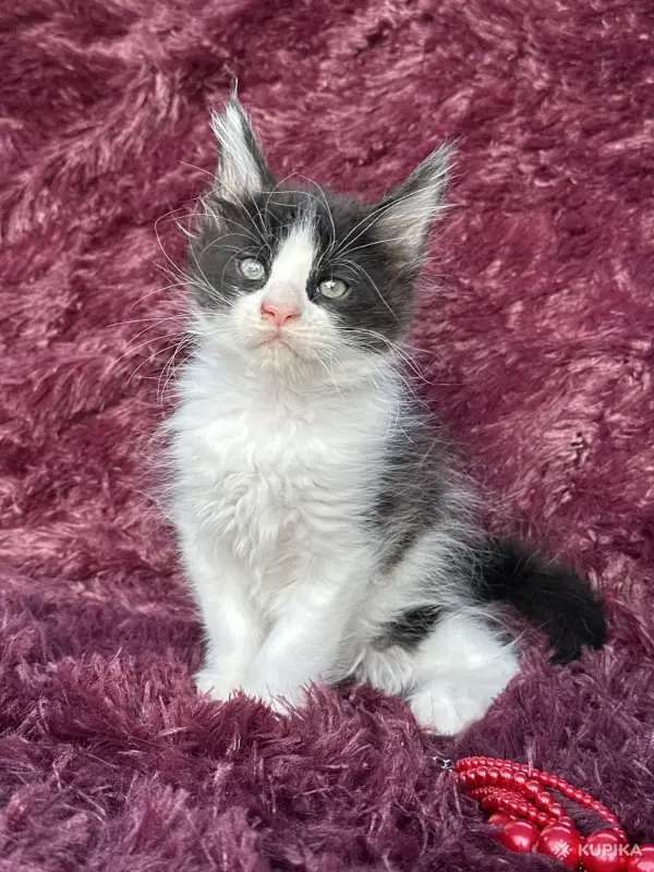 Кошки - Мейн-кун котята - Вся Беларусь - Фото 9 Мейн-кун котята - Вся Беларусь - 259120 - Доска объявлений Kupika.by - Фото 9