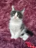 Кошки - Мейн-кун котята - Вся Беларусь - Фото 9 Мейн-кун котята - Вся Беларусь - 259120 - Доска объявлений Kupika.by - Фото 9