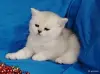 Шотландский котенок. - Вся Беларусь - 259130 - Доска объявлений Kupika.by