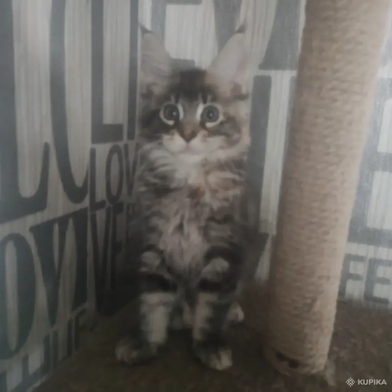 Чистокровные Котята Мейн-Кун - Вся Беларусь - 259752 - Доска объявлений Kupika.by - Фото 7