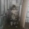 Чистокровные Котята Мейн-Кун - Вся Беларусь - 259752 - Доска объявлений Kupika.by - Фото 7