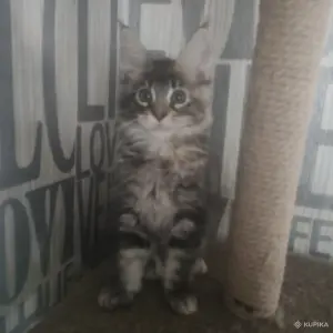 Чистокровные Котята Мейн-Кун