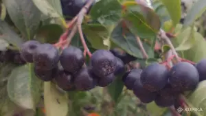 Черноплодная рябина