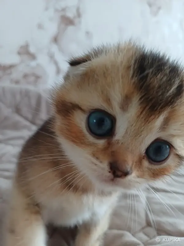 Кошки - Котёнок золотая шиншилла - Вся Беларусь - Фото 7 Котёнок золотая шиншилла - Вся Беларусь - 258469 - Доска объявлений Kupika.by - Фото 7