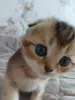 Кошки - Котёнок золотая шиншилла - Вся Беларусь - Фото 7 Котёнок золотая шиншилла - Вся Беларусь - 258469 - Доска объявлений Kupika.by - Фото 7