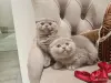 Кошки - Шотландские вислоухие плюшевые котята - Вся Беларусь - Фото 10 Шотландские вислоухие плюшевые котята - Вся Беларусь - 260597 - Доска объявлений Kupika.by - Фото 10