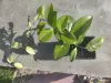 Хойя - Вся Беларусь - 257870 - Доска объявлений Kupika.by - Фото 3