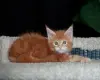 девочка мейн-кун - Вся Беларусь - 258704 - Доска объявлений Kupika.by - Фото 2