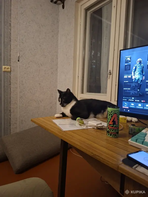 Кошки - Котик - Вся Беларусь Котик - Вся Беларусь - 259599 - Доска объявлений Kupika.by