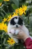 Померанский шпиц, породные щенки сегодня для Вас! - Вся Беларусь - 259285 - Доска объявлений Kupika.by - Фото 8