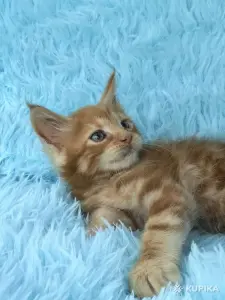 Мейн-кун котята