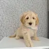 Мальтипу - Вся Беларусь - 259082 - Доска объявлений Kupika.by - Фото 4