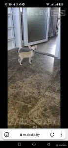 Чихуахуа