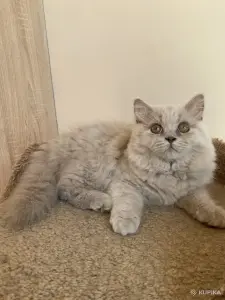 Британский котенок