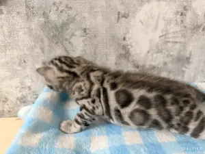 Бенгальские котята