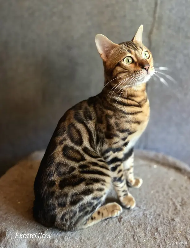 Вязка бенгальского кота - Вся Беларусь - 259362 - Доска объявлений Kupika.by - Фото 6