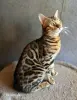Вязка бенгальского кота - Вся Беларусь - 259362 - Доска объявлений Kupika.by - Фото 6