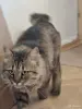 Кот в дар кастрирован ласковый - Вся Беларусь - 260532 - Доска объявлений Kupika.by - Фото 3