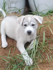 Щенки