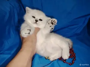 Шотландский котенок.