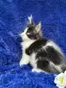 Кошки - Мейн-кун котята - Ельск - Фото 5 Мейн-кун котята - Ельск - 260680 - Доска объявлений Kupika.by - Фото 5