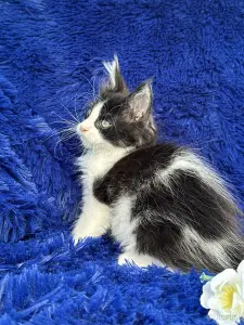 Мейн-кун котята