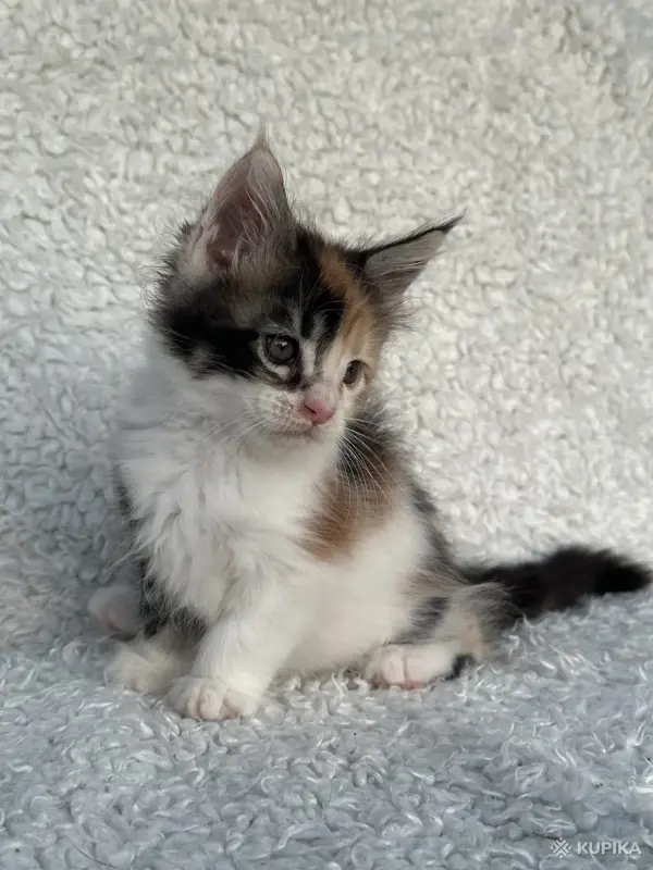 Кошки - Мейн-кун котята - Вся Беларусь - Фото 7 Мейн-кун котята - Вся Беларусь - 260346 - Доска объявлений Kupika.by - Фото 7
