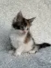 Кошки - Мейн-кун котята - Вся Беларусь - Фото 7 Мейн-кун котята - Вся Беларусь - 260346 - Доска объявлений Kupika.by - Фото 7