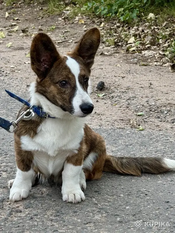 Шикарный мальчик корги кардиган