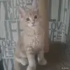 Чистокровные Котята Мейн-Кун - Вся Беларусь - 259752 - Доска объявлений Kupika.by